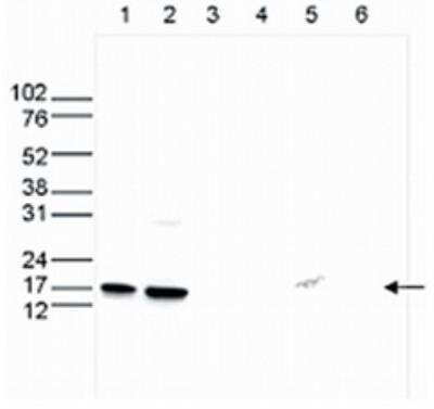 Western Blot: HIST1H3A [Monomethyl Lys4] Antibody [NBP2-41657] - Analysis of whole cell (25 ug, lane 1) and histone extracts (15 ug, lane 2) from HeLa cells, and on 1 ug of recombinant histone H2A, H2B, H3 and H4 (lane 3, 4, 5 and 6, respectively).